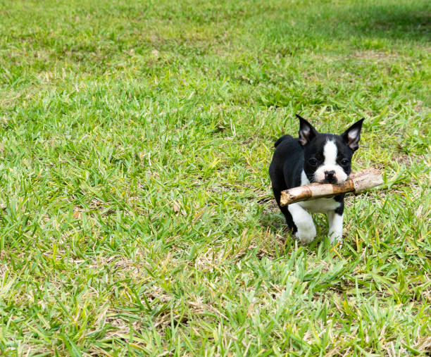istock Boston Terrier Puppy with Stick 1138302973