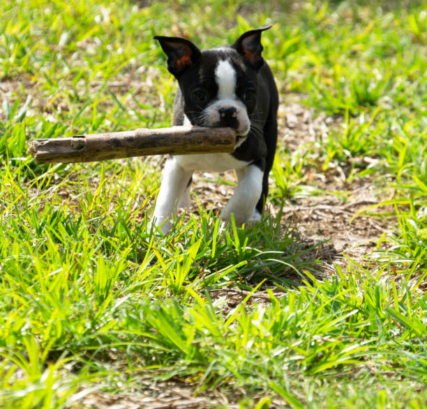 Boston Terrier Puppy with Stick