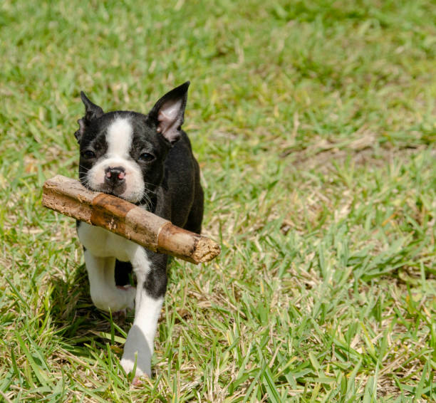 istock Boston Terrier Puppy with Stick 1138302989