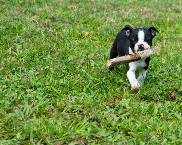 istock Boston Terrier Puppy with Stick 1138303540