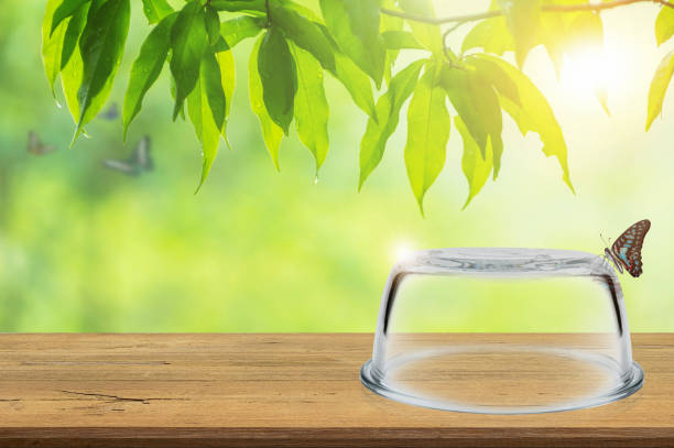 Insurance concept, Empty transparent glass dome on wooden floor with blurred nature background, Blank space for product display and presentation.
