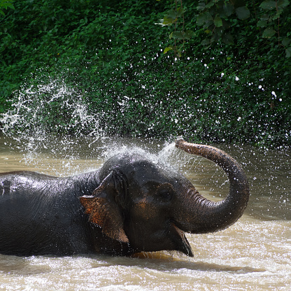 Thai elephants taking a bath on river in Thai Elephant Conservation Center, Lampang Thailand.