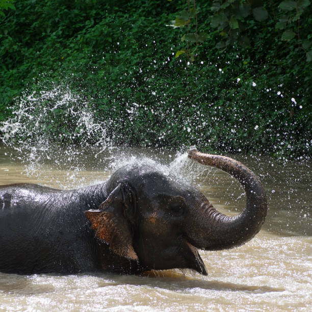 Elephant bath Thai elephants taking a bath on river in Thai Elephant Conservation Center, Lampang Thailand. elephant handler stock pictures, royalty-free photos & images