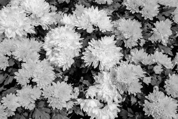 istock Yellow chrysanthemum flowers 1138304623