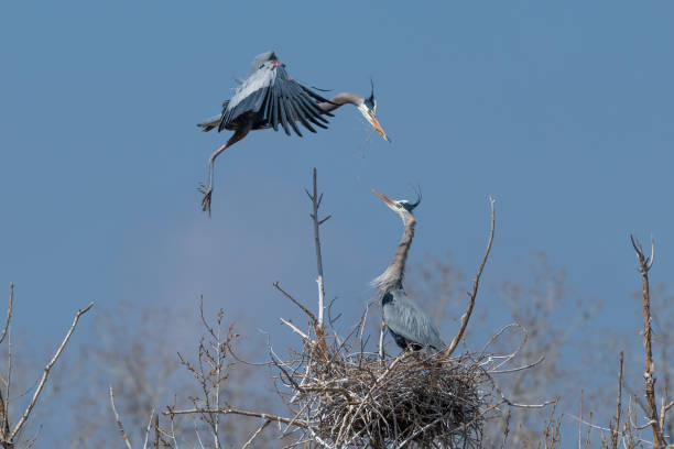 istock Great Blue Heron flying to and from nest 1138305328