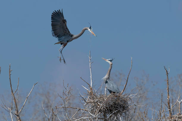 istock Great Blue Heron flying to and from nest 1138305380