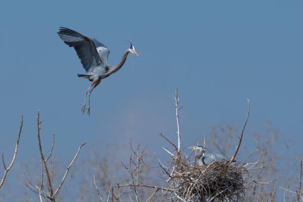 istock Great Blue Heron flying to and from nest 1138305427