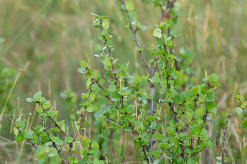 Dwarf birch, Betula nana among vegetation.