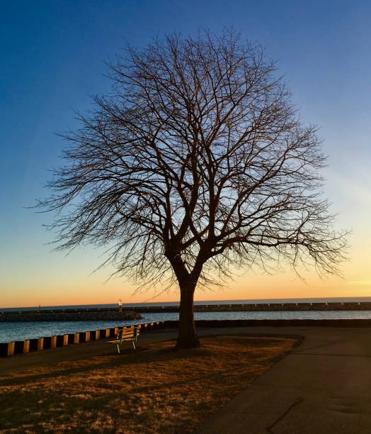 istock Alone tree with no leaves next to a bench with the blue sky 1138307719