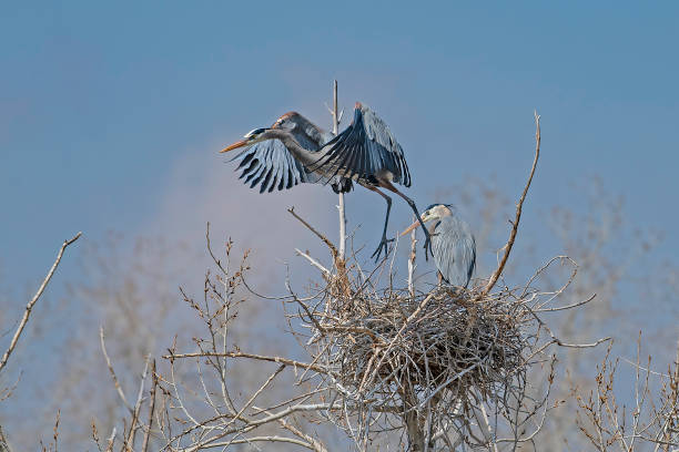 istock Great Blue Heron flying to and from nest 1138307849