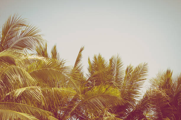 istock Beautiful coconut palm tree on blue sky and copy space 1138307879
