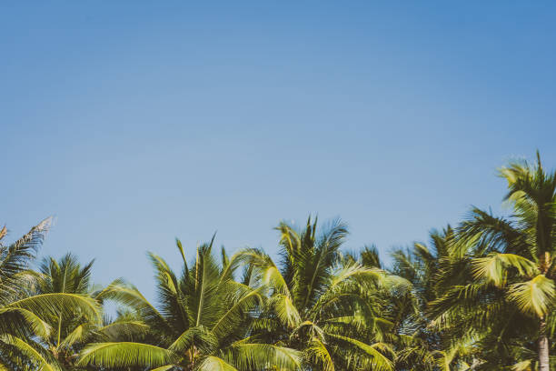 istock Beautiful coconut palm tree on blue sky and copy space 1138308109