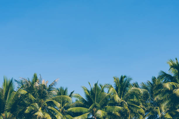 istock Beautiful coconut palm tree on blue sky and copy space 1138308123