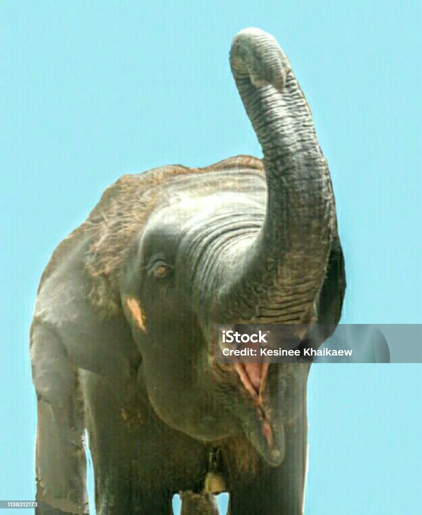 Viaja a Tailandia-por favor visite elefantes asiáticos-campamento de elefantes-hermosos mamíferos y adorable - Foto de stock de Aire libre libre de derechos