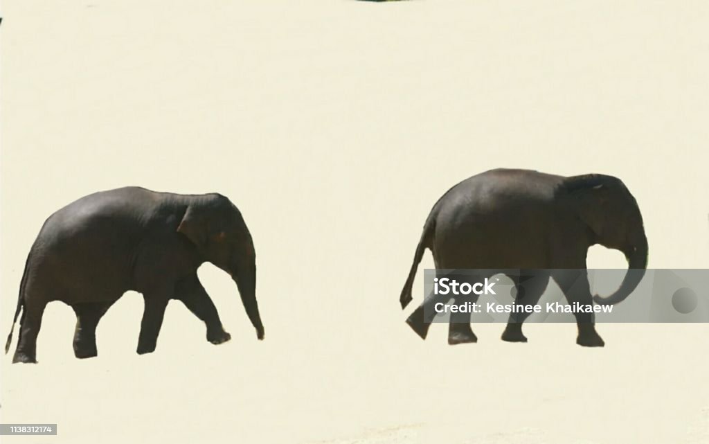 Viaja a Tailandia-por favor visite elefantes asiáticos-campamento de elefantes-hermosos mamíferos y adorable - Foto de stock de Elefante libre de derechos