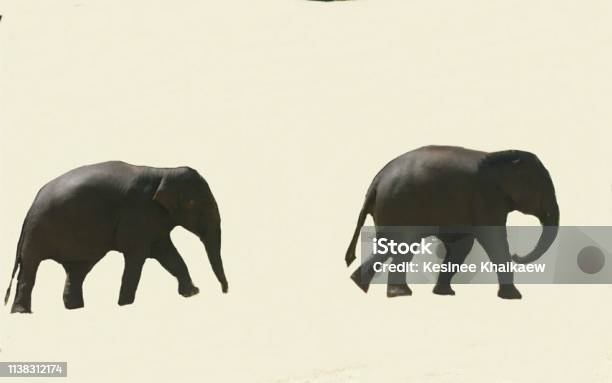 Viaja A Tailandiapor Favor Visite Elefantes Asiáticoscampamento De Elefanteshermosos Mamíferos Y Adorable Foto de stock y más banco de imágenes de Elefante