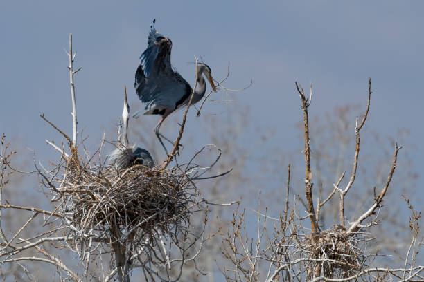 istock Great Blue Heron flying and rebuilding nest 1138312833