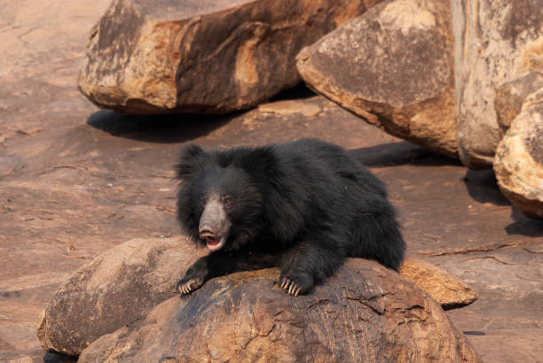 istock Sloth Bear resting on a rocky hill at Daroji Bear Sanctuary,Karnataka,India 1138313591