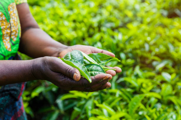 mujer africana sosteniendo hojas de té. rwanda - africa farmer african descent agriculture fotografías e imágenes de stock