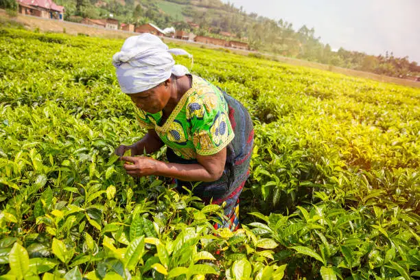 African woman picking tea leaves at the field near a village (in the background)