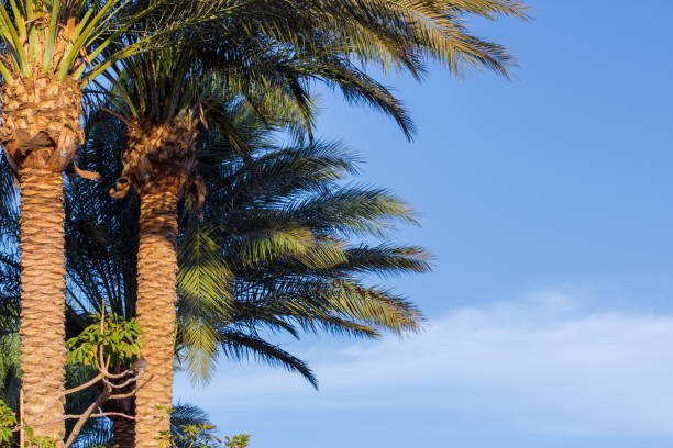 istock Closeup of two palm trees against blue sky 1138315439