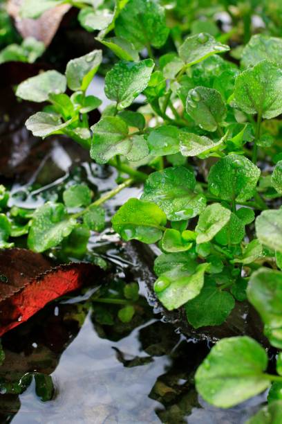 istock Watercress that grow naturally 1138317212