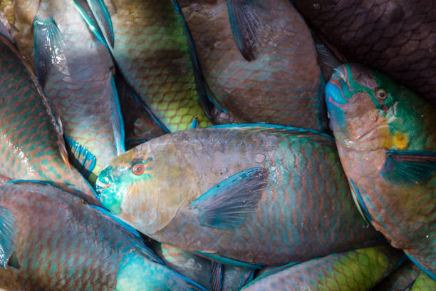 istock Fresh fish on Egyptian market 1138317363