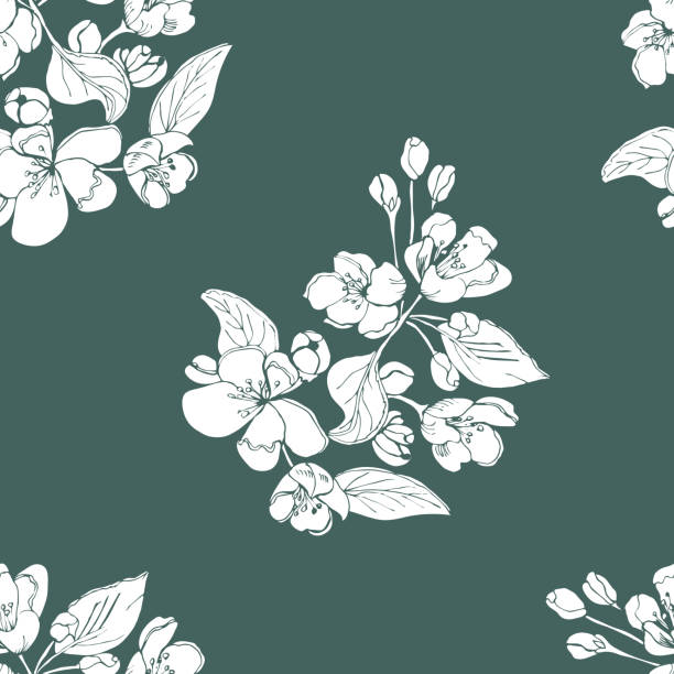 ilustraciones, imágenes clip art, dibujos animados e iconos de stock de patrón sin costuras florales de brunch blanco floreciente de flores de manzano en fondo verde oscuro. dibujo dibujado a mano de flores de malus. - flower flourishes paint backgrounds