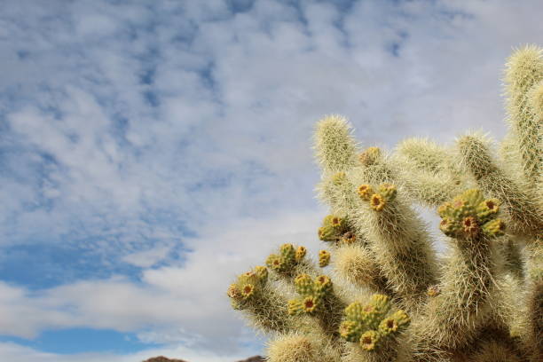 cylindropuntia bigelovii-テディベアチョーヤ-ジ�ョシュアツリー国立公園-020119 b - cholla cactus ストックフォトと画像