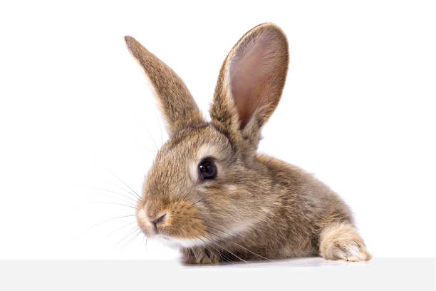 istock gray fluffy rabbit looking at the signboard. Isolated on white background 1138319000