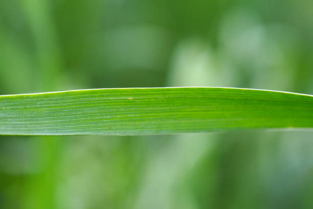 зеленый лист травинки удобно для этикеток. - long leaf grass blade of grass стоковые фото и изображения