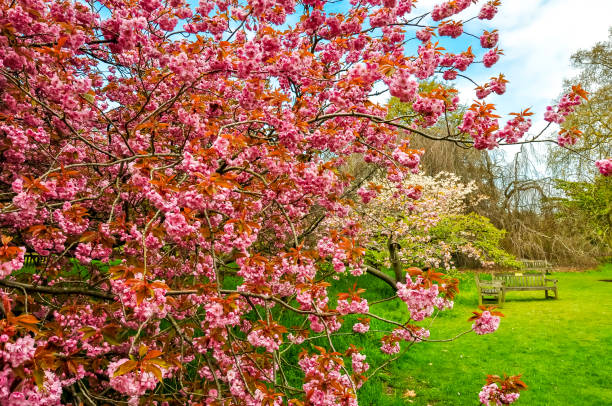 kew botanische gärten im frühling, london, uk - royal botanical garden stock-fotos und bilder