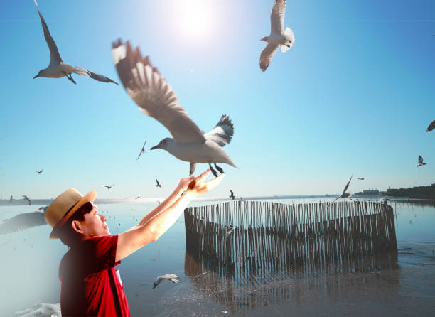 man and seagull at bangpoo ,samutprakarn thailand