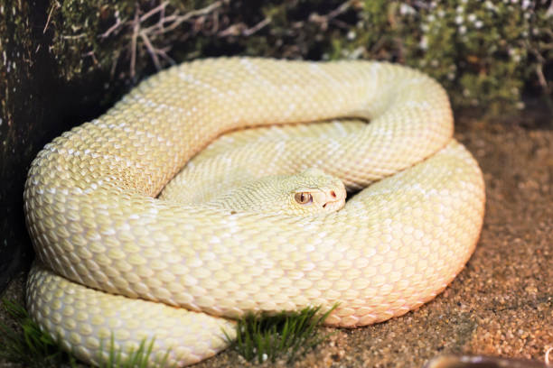 istock Great Basin Rattlesnake. Albino. 1138321281