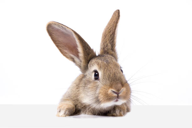 istock gray fluffy rabbit looking at the signboard. Isolated on white background 1138321291