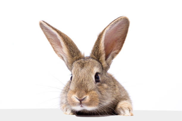 istock gray fluffy rabbit looking at the signboard. Isolated on white background 1138321402