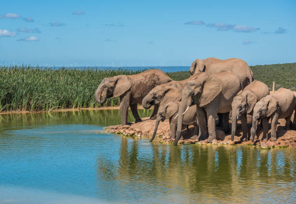 istock Elephant’s herd at water hole, South Africa 1138324160