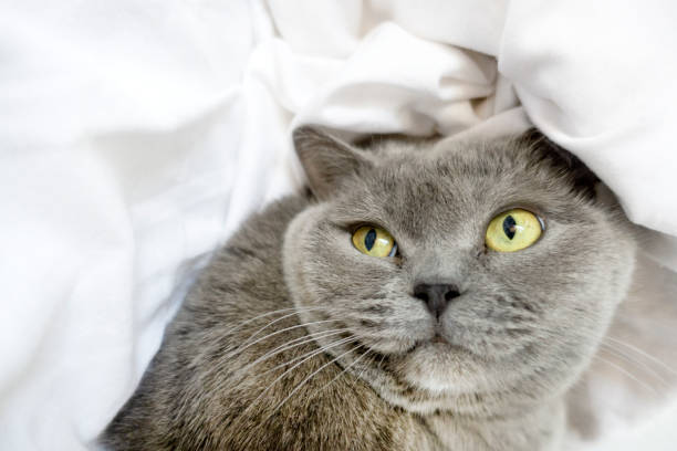 istock Cute cat lying in bed , Best Morning Concept 1138327530