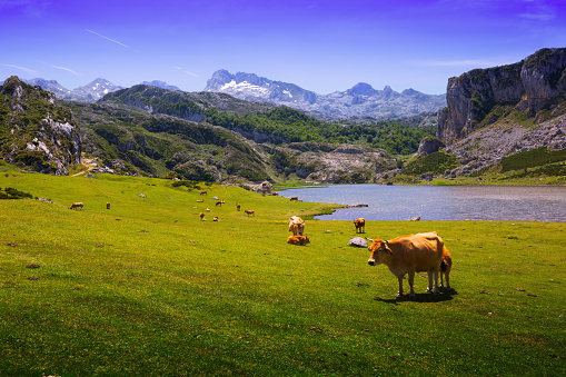 Summer mountains landscape with lake and pasture. Lake Ercina.  Asturias, Spain