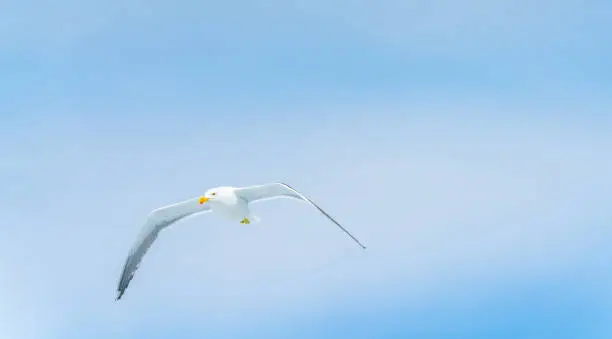 Blackback gull flying against blue sky of Kaikoura coast, South Island New Zealand.