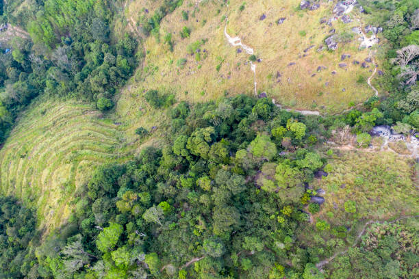 istock Aerial view of rainforest 1138328739