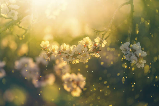 Spring blossom Apricot flowers in the spring springtime stock pictures, royalty-free photos & images