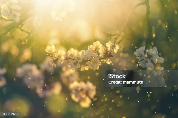 Spring Blossom Stock Photo - Download Image Now - Springtime, Allergy, Pollen