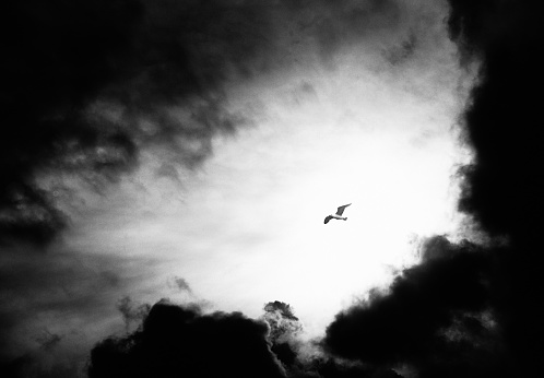 Dramatic conceptual shot of a lone bird silhouetted against a flash of sunlight in an otherwise stormy sky.