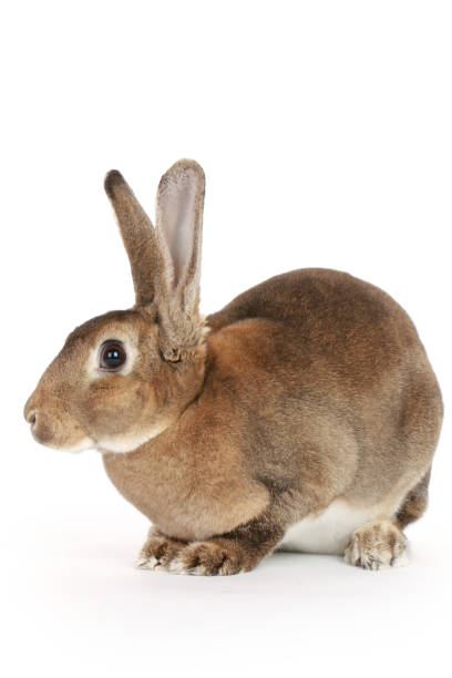 istock brown bunny rabbits isolated on white background 1138331235