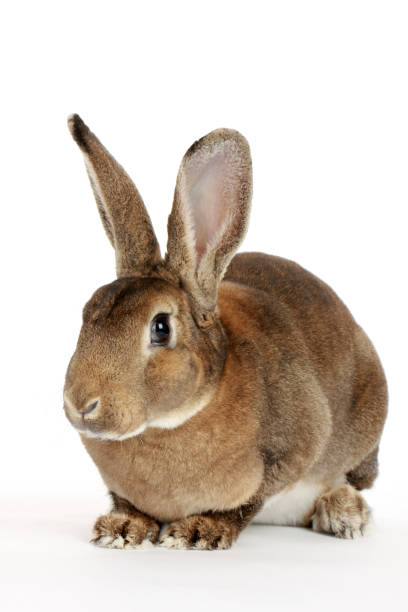 istock brown bunny rabbits isolated on white background 1138331243
