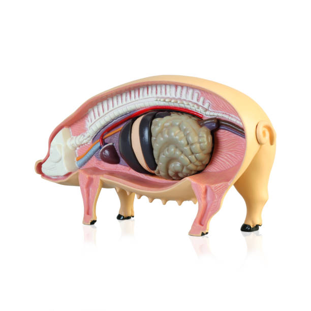 istock Anatomy of a pig 1138331305
