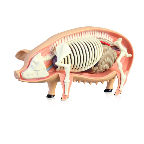 istock Anatomy of a pig 1138331309