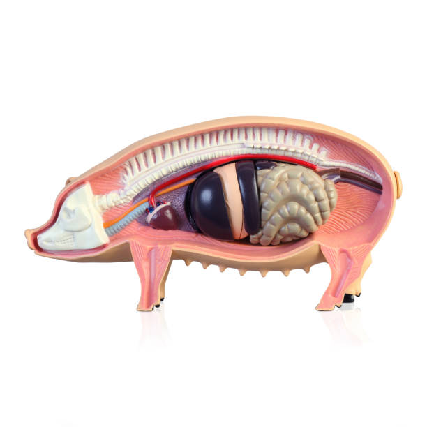 istock Anatomy of a pig 1138331314