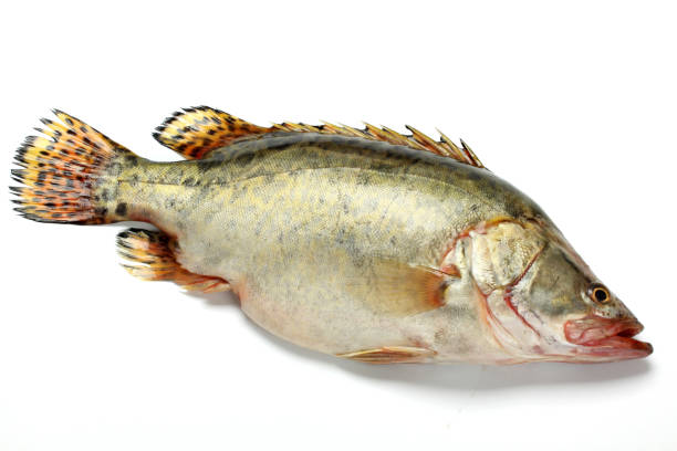 istock Fresh mandarin fish on white background. 1138331360